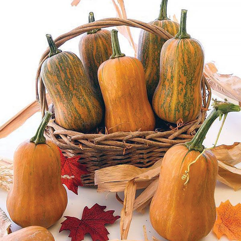 【limited】Local Honey and Sweet Pumpkins ≈2.5LB，D